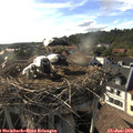 18_15-nest.jpg