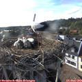 18_20-nest.jpg