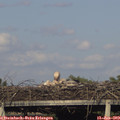 18_35-mast.jpg