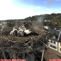 18_35-nest.jpg