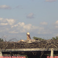 18_40-mast.jpg