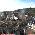 18_40-nest.jpg
