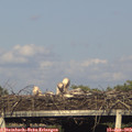 18_45-mast.jpg