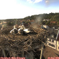 18_45-nest.jpg