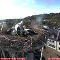 18_50-nest.jpg