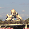18_55-mast.jpg