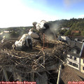 18_55-nest.jpg
