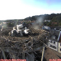 19_00-nest.jpg