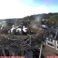 19_05-nest.jpg