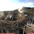 19_10-nest.jpg