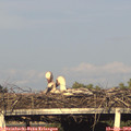 19_15-mast.jpg