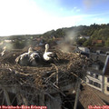 19_15-nest.jpg