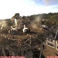 19_20-nest.jpg