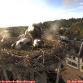 19_25-nest.jpg