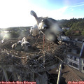 19_35-nest.jpg