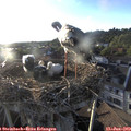 19_40-nest.jpg