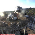 19_45-nest.jpg