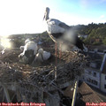 19_50-nest.jpg