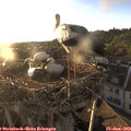 19_55-nest.jpg