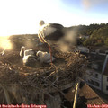 20_00-nest.jpg