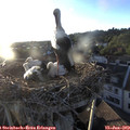 20_05-nest.jpg