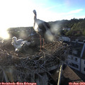 20_10-nest.jpg