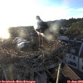 20_15-nest.jpg