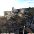 20_20-nest.jpg
