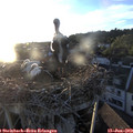 20_30-nest.jpg