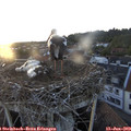20_40-nest.jpg