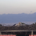 20_50-mast.jpg
