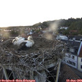 20_50-nest.jpg