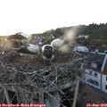 20_55-nest.jpg