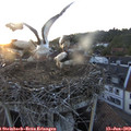 21_00-nest.jpg