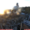 21_05-nest.jpg