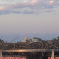 21_15-mast.jpg