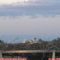 21_20-mast.jpg
