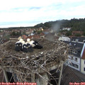 05_20-nest.jpg
