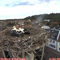 05_25-nest.jpg
