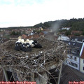 05_30-nest.jpg