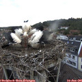 05_35-nest.jpg