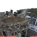 05_40-nest.jpg