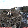 05_45-nest.jpg
