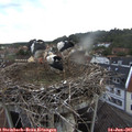 05_50-nest.jpg