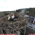 05_55-nest.jpg
