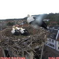 06_10-nest.jpg