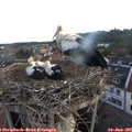 06_15-nest.jpg