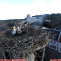 06_20-nest.jpg