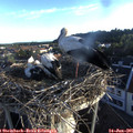 06_25-nest.jpg