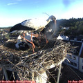 06_30-nest.jpg